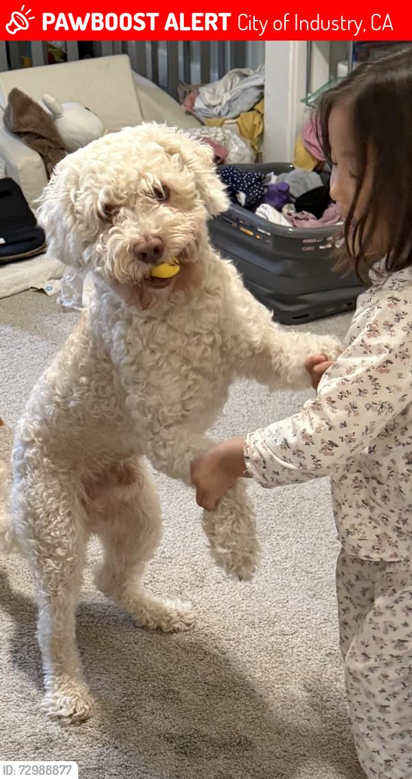 Lost Male Dog last seen Gale Ave and jellick Ave, City of Industry, CA 91748