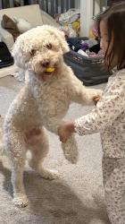 Lost Male Dog last seen Gale Ave and jellick Ave, City of Industry, CA 91748