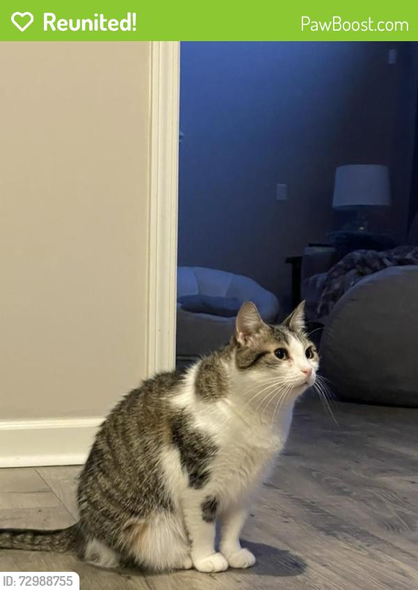 Reunited Female Cat last seen Aurora Ave and 12th St, Boulder, CO 80302
