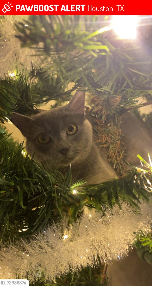 Lost Male Cat last seen Newcastle st used to be around apt 1916, Houston, TX 77081