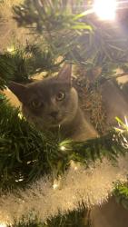 Lost Male Cat last seen Newcastle st used to be around apt 1916, Houston, TX 77081