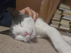 Reunited Male Cat last seen Lisa Dr and Muncaster Mill Rd, Rockville, MD 20855