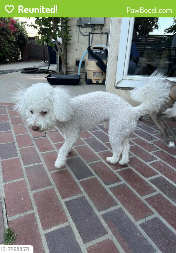 Reunited Male Dog last seen Beaverhead dr , Diamond Bar, CA 91765