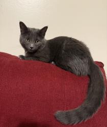 Lost Male Cat last seen Roanoke Ave & Evanslawn Ave, Aurora, IL 60506