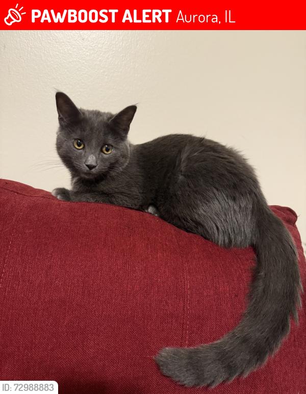 Lost Male Cat last seen Roanoke Ave & Evanslawn Ave, Aurora, IL 60506