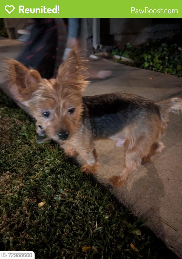 Reunited Male Dog last seen Knott/Lincoln, Anaheim, CA 92804