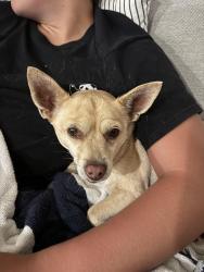 Found/Stray Male Dog last seen Shoemaker and Alondra Blvd, Cerritos, CA 90703
