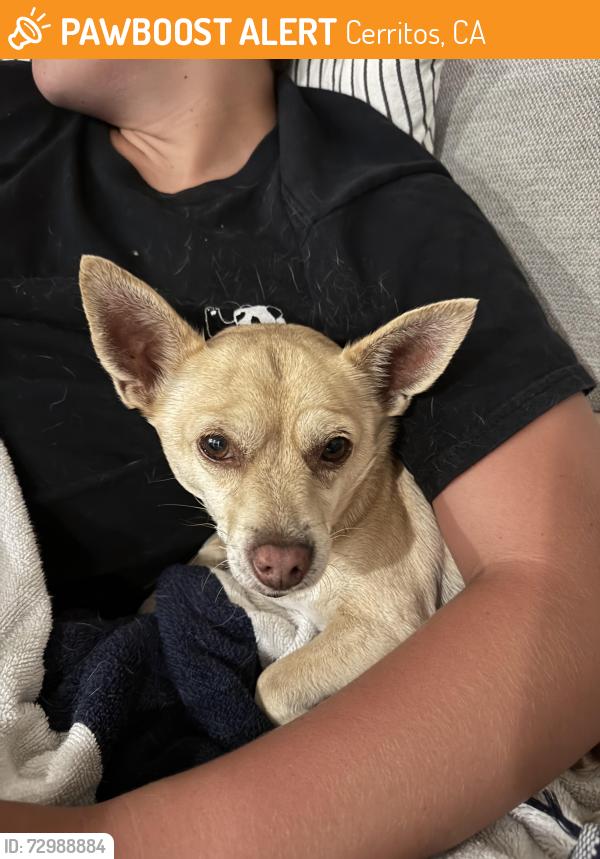 Found/Stray Male Dog last seen Shoemaker and Alondra Blvd, Cerritos, CA 90703
