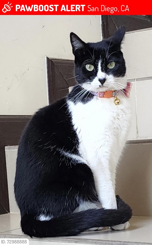 Lost Female Cat last seen Near lake arrowhead dr, San Diego, CA 92119