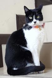 Lost Female Cat last seen Near lake arrowhead dr, San Diego, CA 92119