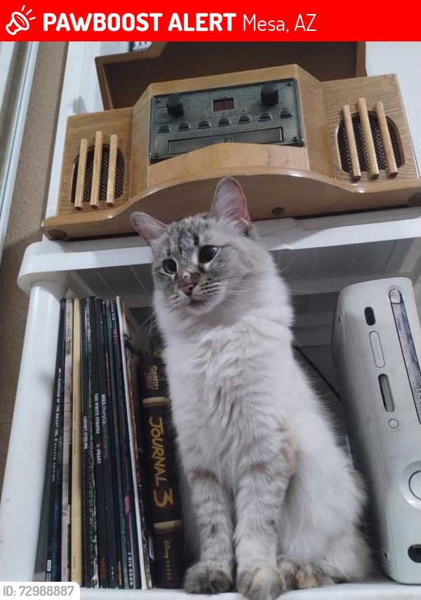 Lost Female Cat last seen Recker & McKellips, Mesa, AZ 85205