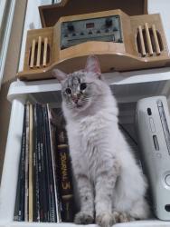 Lost Female Cat last seen Recker & McKellips, Mesa, AZ 85205