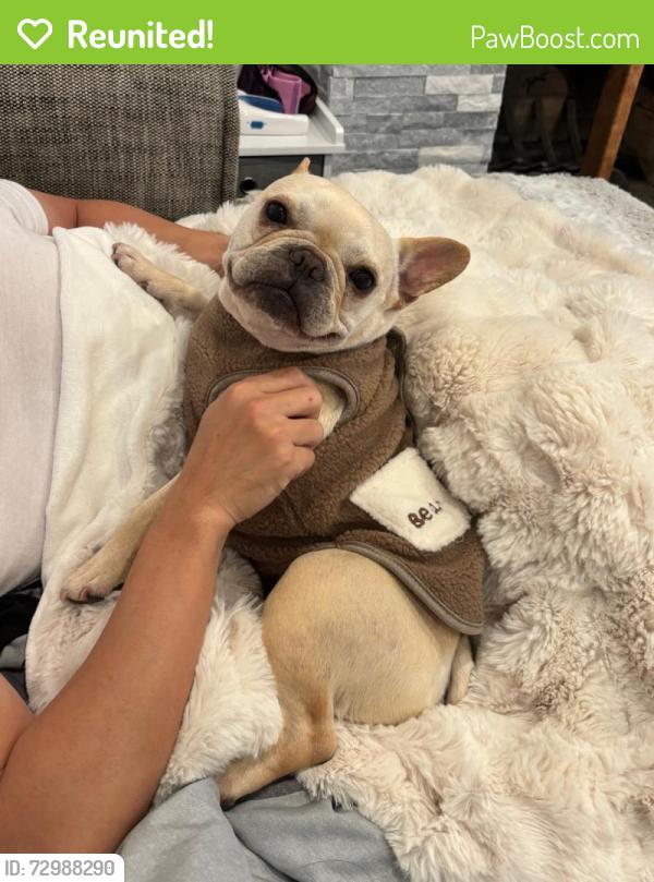 Reunited Female Dog last seen Brandywine Drive , San Jose, CA 95121