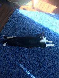 Lost Female Cat last seen Sedgefield apmts, Marietta, GA 30062