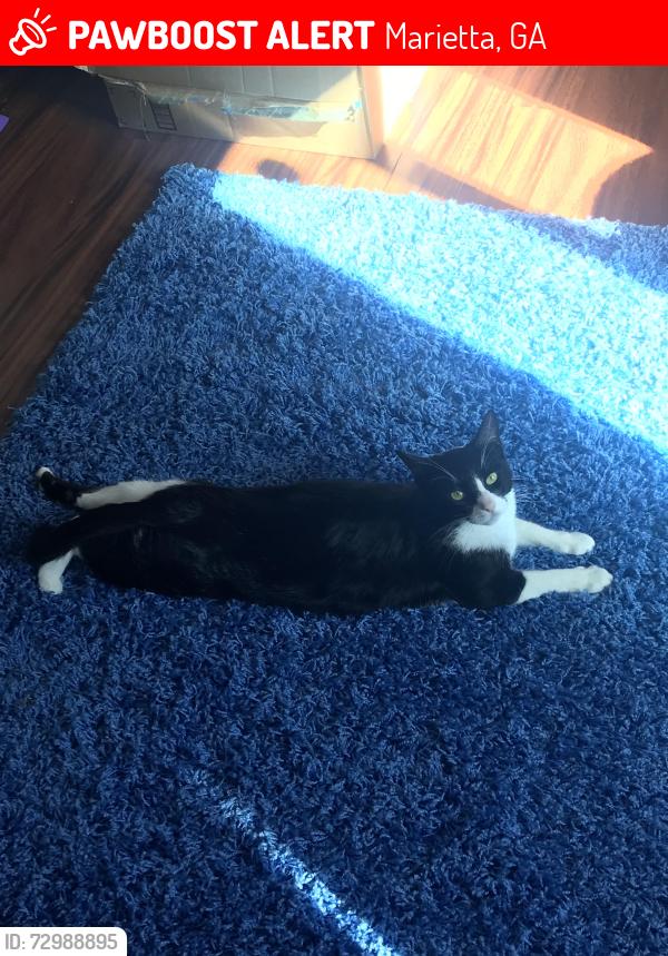 Lost Female Cat last seen Sedgefield apmts, Marietta, GA 30062