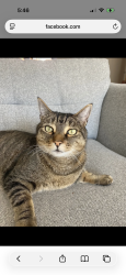 Lost Male Cat last seen Willowbank Holiday Park, Woodvale Rd, England PR8
