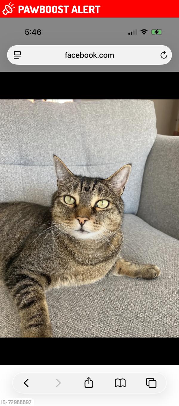 Lost Male Cat last seen Willowbank Holiday Park, Woodvale Rd, England PR8