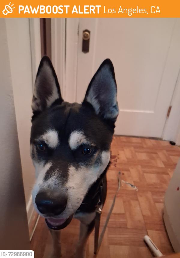 Found/Stray Male Dog last seen Alvarado st, Los Angeles, CA 90006
