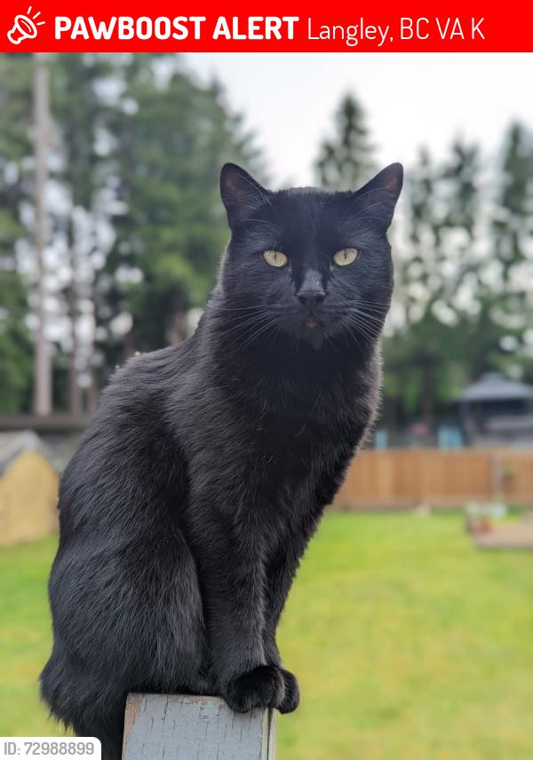 Lost Male Cat last seen Near 37A Ave, Langley , Langley, BC V3A 6K3