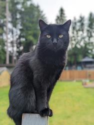 Lost Male Cat last seen Near 37A Ave, Langley , Langley, BC V3A 6K3