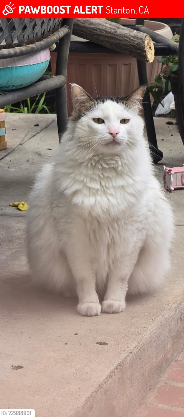 Lost Male Cat last seen Katella and knott, Stanton, CA 90680
