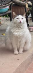 Lost Male Cat last seen Katella and knott, Stanton, CA 90680