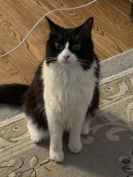 Reunited Male Cat last seen Hawk Dr and Bear Claw Rd, Wharton NJ 07885, Wharton, NJ 07885