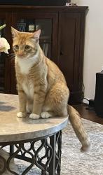 Lost Male Cat last seen Sonterra Ln and Garland Hills, Richmond, TX 77407