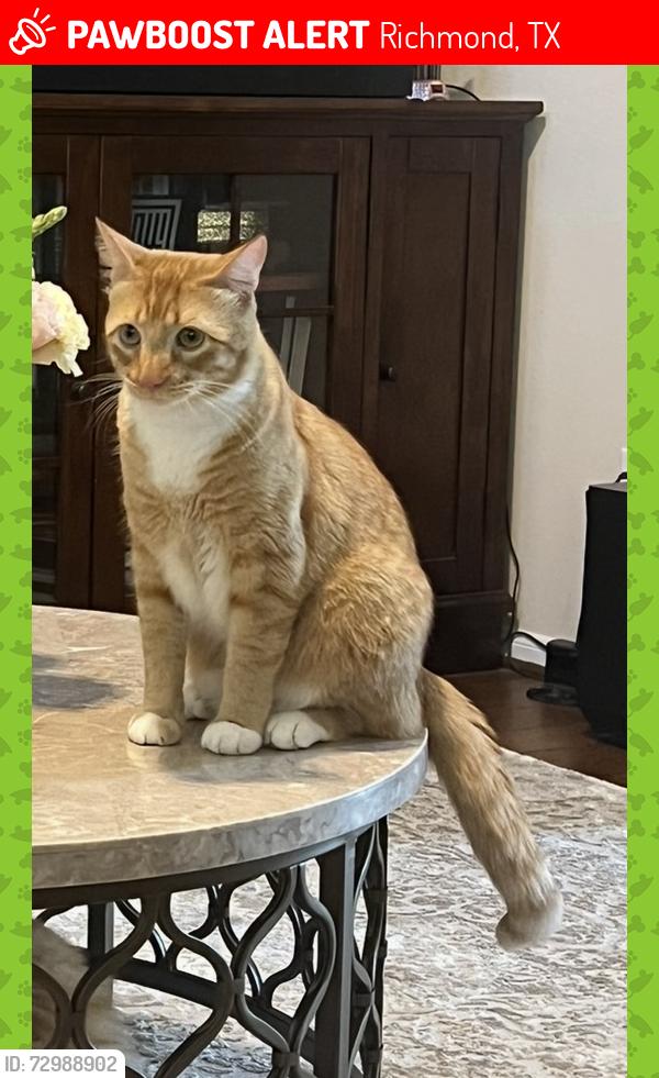 Lost Male Cat last seen Sonterra Ln and Garland Hills, Richmond, TX 77407