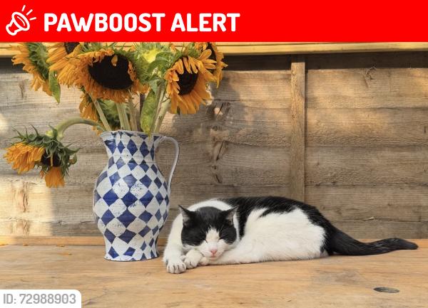 Lost Female Cat last seen M25 1ES, Prestwich, England M25 1ES