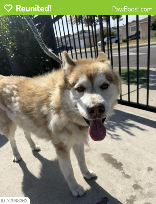 Reunited Male Dog last seen Dolores Street and 219th Street , Carson, CA 90745