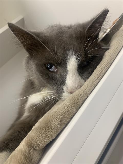 Shelter Stray Male Cat last seen Near , 2600 S Harding St, Indianapolis, IN 46221, USA