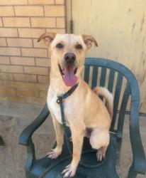 Shelter Stray Male Dog last seen , 14409 Vanowen St, Van Nuys, CA 91405, USA