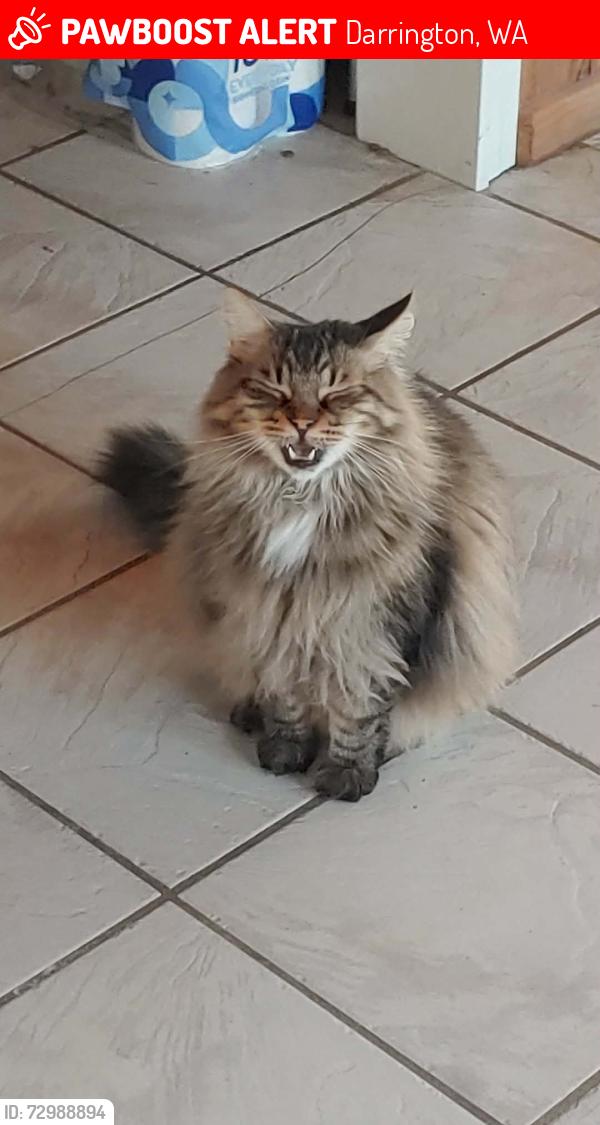 Lost Male Cat last seen Riddle St and Commercial Ave, Darrington, WA 98241