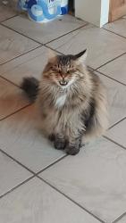 Lost Male Cat last seen Riddle St and Commercial Ave, Darrington, WA 98241