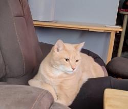 Lost Male Cat last seen Harrison and Girardot , Windsor, ON N9C 3J3