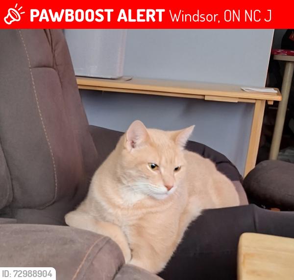 Lost Male Cat last seen Harrison and Girardot , Windsor, ON N9C 3J3