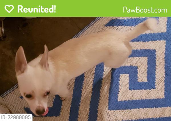 Reunited Male Dog last seen Between Nile and Rod field Rd and McArdle, Corpus Christi, TX 78412