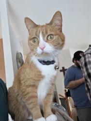 Reunited Female Cat last seen Near 7th St N Moorhead, MN, Moorhead, MN 56560