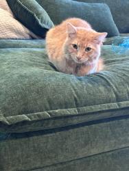 Lost Male Cat last seen Jasmine Heights, Katy, TX 77449