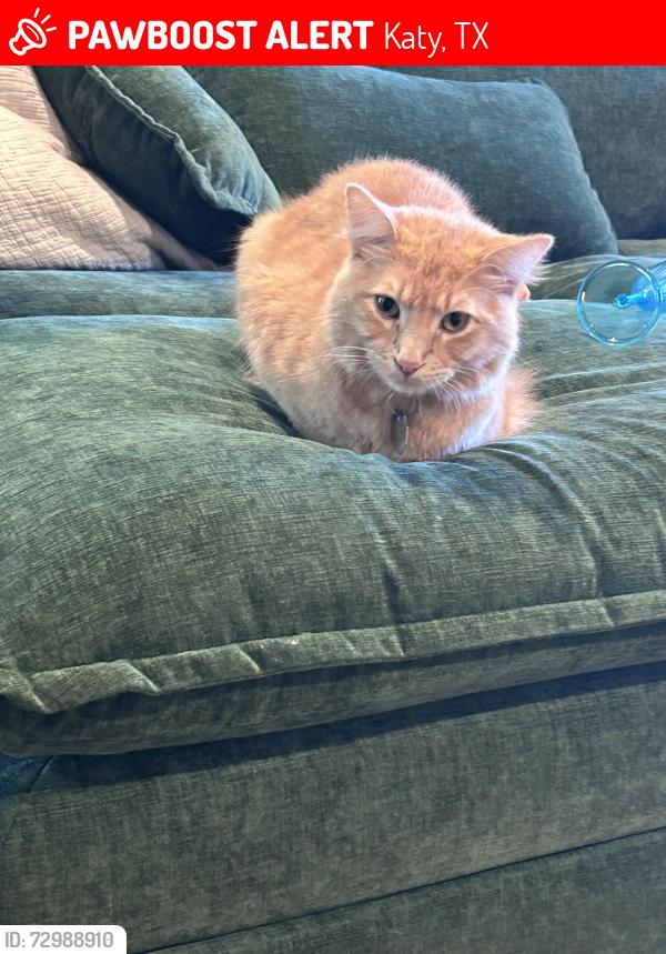 Lost Male Cat last seen Jasmine Heights, Katy, TX 77449