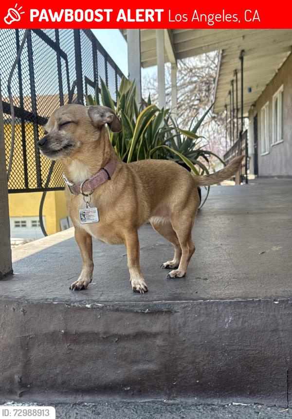 Lost Female Dog last seen Downey Rd and whittier blvd, Los Angeles, CA 90023