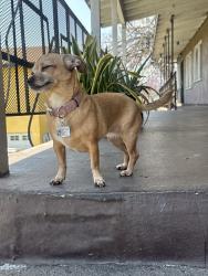 Lost Female Dog last seen Downey Rd and whittier blvd, Los Angeles, CA 90023