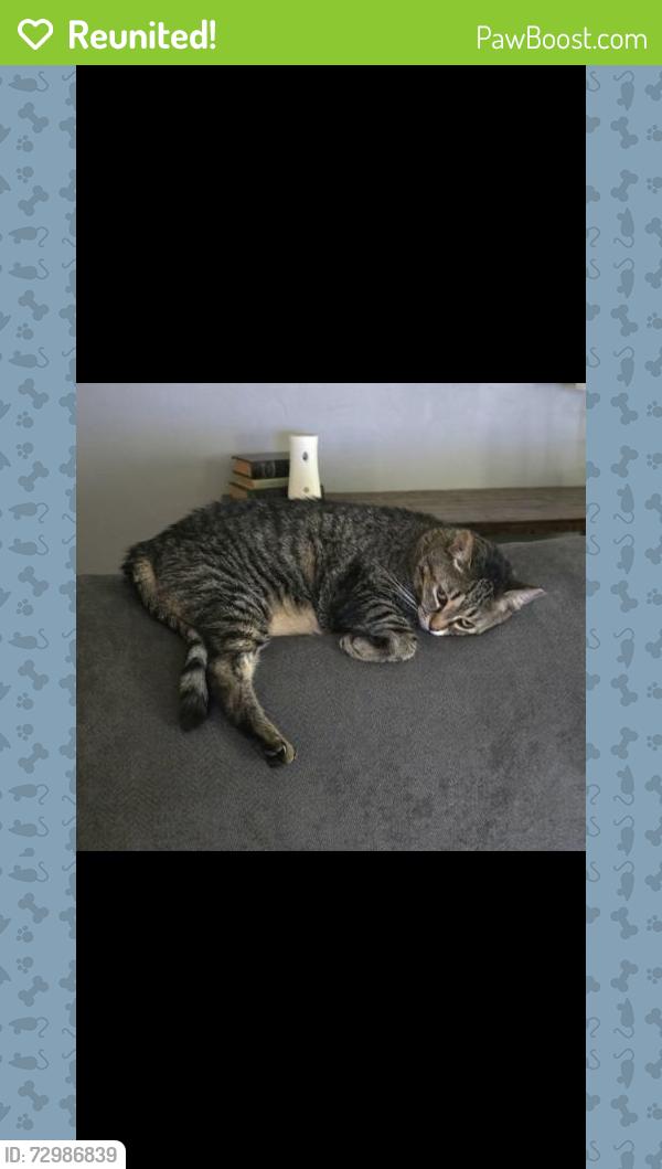 Reunited Female Cat last seen Del Prado North, Cape Coral, FL 33909