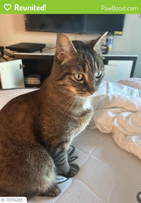 Reunited Male Cat last seen Clinton, Brooklyn, NY 11231