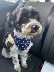 Lost Male Dog last seen W Buena and N Broadway, Chicago, IL 60613