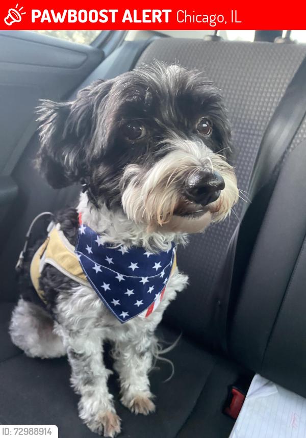 Lost Male Dog last seen W Buena and N Broadway, Chicago, IL 60613