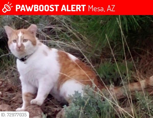 Lost Male Cat last seen Crismon and broadway, Mesa, AZ 85208