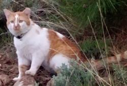 Lost Male Cat last seen Crismon and broadway, Mesa, AZ 85208