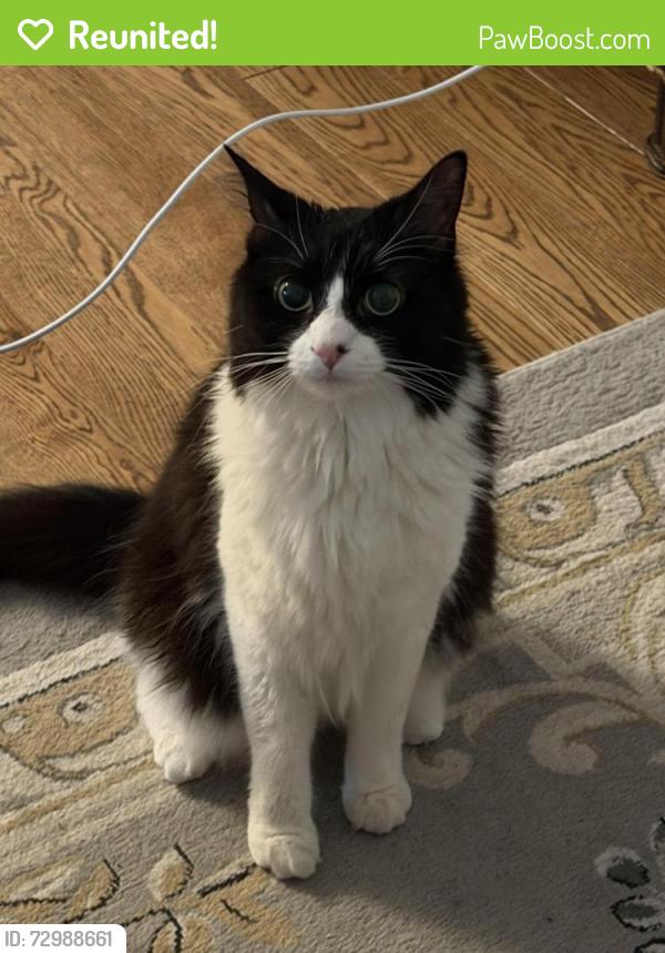 Reunited Male Cat last seen Hawk Dr and Bear Claw Rd, Wharton NJ 07885, Wharton, NJ 07885